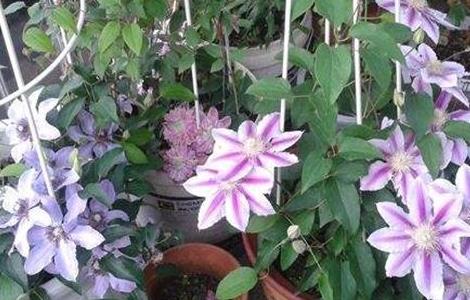 铁线莲的繁殖方法（铁线莲的繁殖方法和技术）