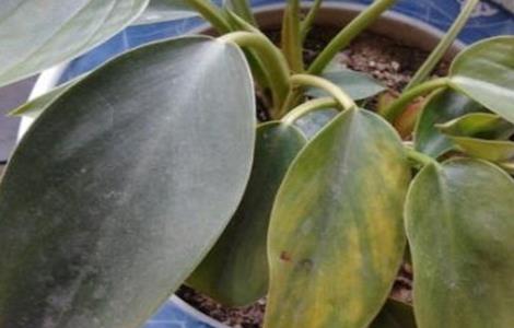 金钻叶子发黄原因及解决方法（金钻叶子发黄原因及解决方法）