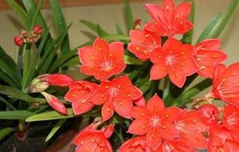 紫根兰的养殖方法 紫根兰的养殖方法和注意事项