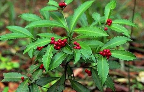 朱砂根的养殖方法和注意事项 朱砂根