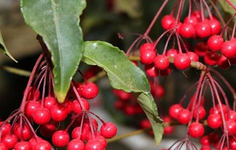 朱砂根 养殖方法 注意事项