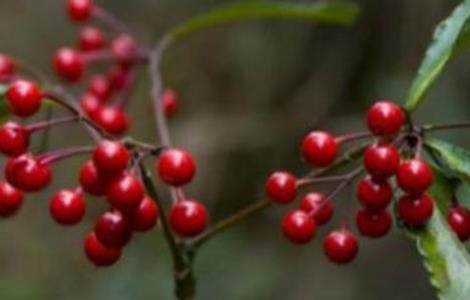 朱砂根的繁殖方法(朱砂根怎么繁殖)