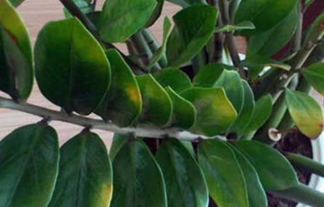 金钱木叶子发黄发软怎么办