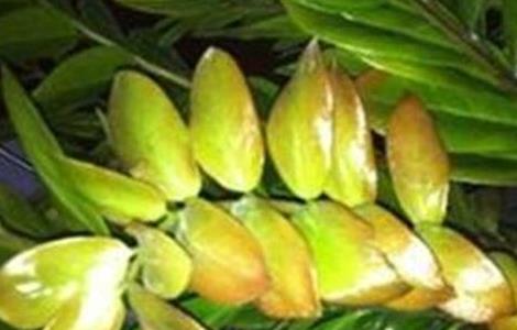 金钱木叶子发黄发软怎么办（金钱木的叶片发软发黄了怎么回事）