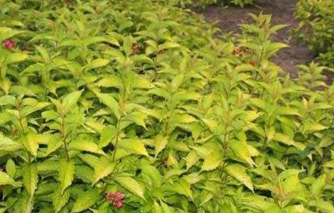 锦带花的繁殖方法 锦带花繁殖方式