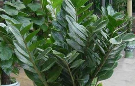 金钱兜的养殖方法和注意事项 金钱兜适合室内养吗