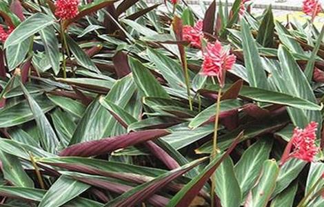 竹芋的养殖方法和注意事项（孔雀竹芋的养殖方法和注意事项）