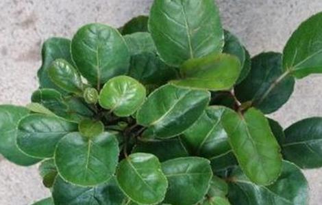 金钱兜的换盆方法及注意事项 金钱兜移盆后注意事项