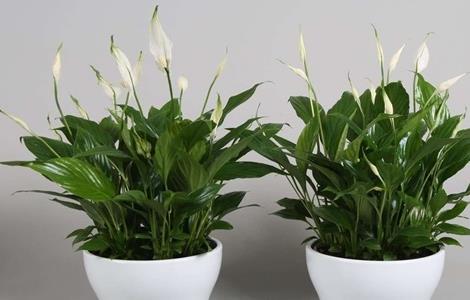 白掌的繁殖方法(白掌的繁殖方法和过程)