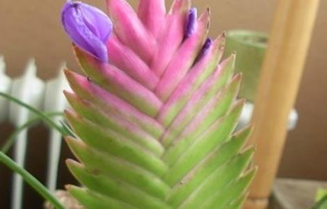 铁兰花苞变绿原因及解决方法(铁兰花苞变绿原因及解决方法)