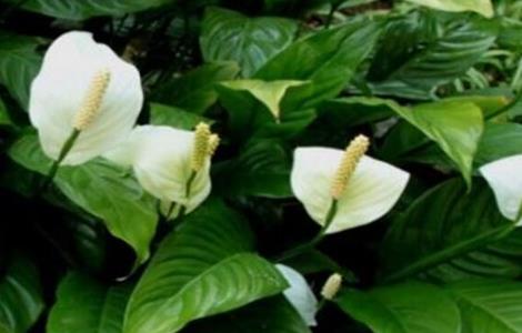 白掌的养殖方法和注意事项（白掌水培怎么养）