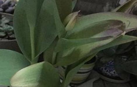 郁金香叶子发黄怎么办（郁金香叶子发黄怎么办呢）