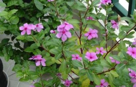 长春花冬季怎么养(长春花冬季养殖方法)