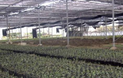 花叶络石的扦插和繁殖（花叶络石的扦插和繁殖季节）