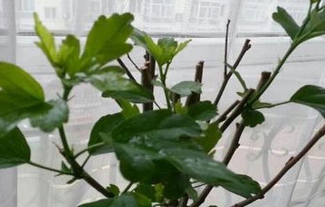 木槿花叶片发黄原因及解决方法（木槿花叶片发黄原因及解决方法）