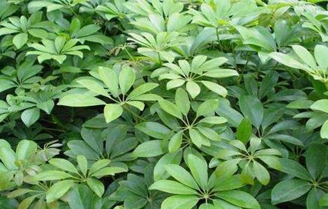 鸭掌木扦插步骤详解 鸭掌木的扦插法