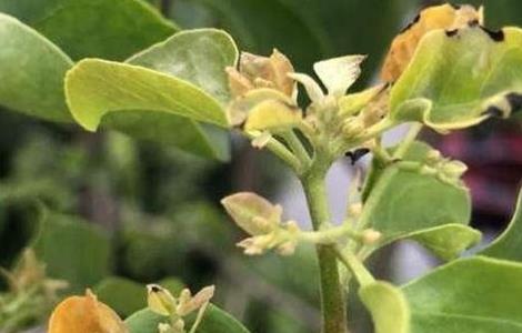 三角梅花谢后管理方法 三角梅花谢以后怎样管理