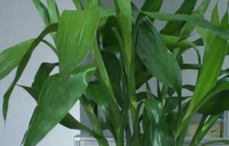 富贵竹冬天怎么养 富贵竹冬天怎么养才能安全过冬?