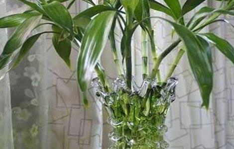 富贵竹冬天怎么养