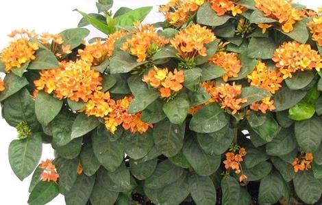 龙船花不开花是咋回事 龙船花不开花是咋回事