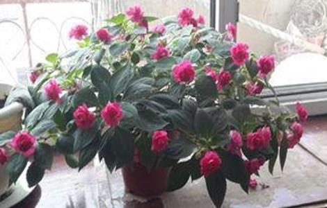 水梅花的养殖方法和注意事项 水梅花的养殖方法和注意事项花