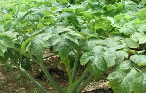 明日叶的栽培技术 明日叶如何栽培