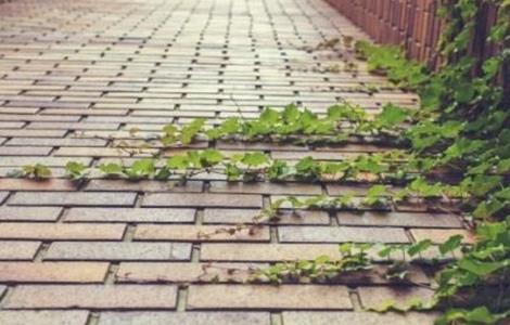 爬山虎的养殖方法和注意事项 爬山虎的种植方法及注意事项