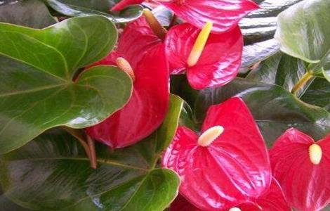 火鹤花的养殖方法(家里千万不能养红掌)