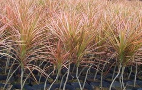 千年木的养殖方法和注意事项(千年木的寓意与风水)