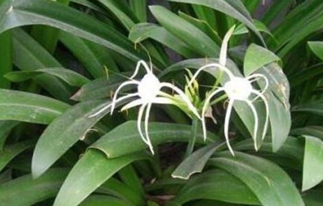 文殊兰叶片发黄原因及解决方法 文殊兰叶片发黄原因及解决方法