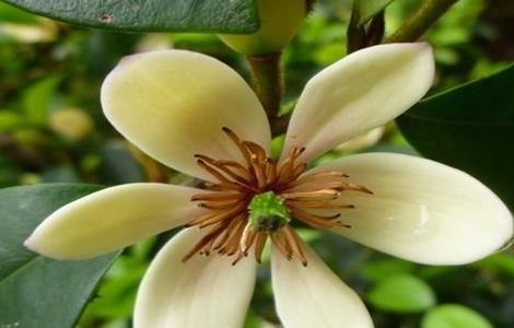 含笑花的繁殖方法(含笑花如何繁殖)