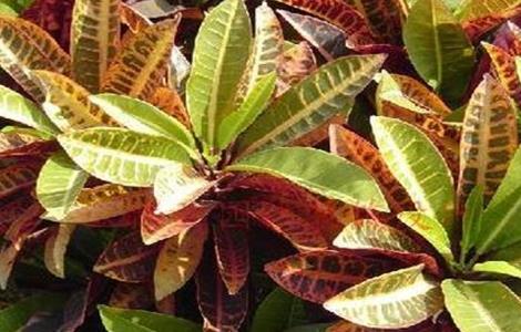 变色木的养殖方法和注意事项 变叶木有毒吗适合在室内养吗