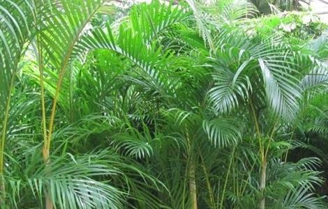 凤尾竹叶子发黄干枯怎么办（凤尾竹叶子发黄干枯怎么办呢）