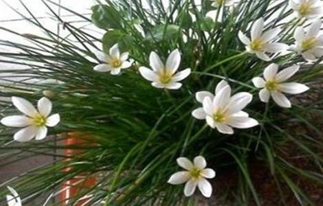 韭菜莲的养殖方法和注意事项（韭莲的养殖养护方法）