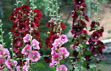 蜀葵的养殖方法和注意事项（蜀葵种子什么时候播种最好）