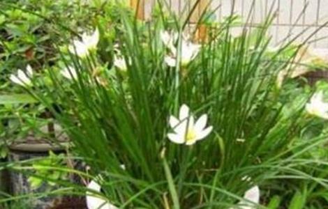 韭菜莲不开花的原因及解决方法 韭菜莲光长叶子不开花