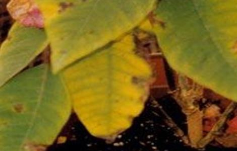 一品红叶子发黄是怎么回事 一品红叶发黄咋回事儿