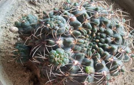 绯花玉烂根了怎么办 绯花玉烂根发软怎么办