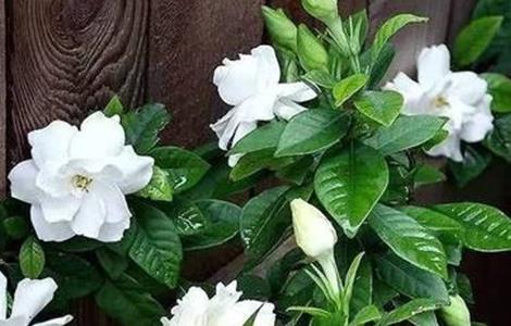 栀子花怎样过冬 栀子花怎么栽培