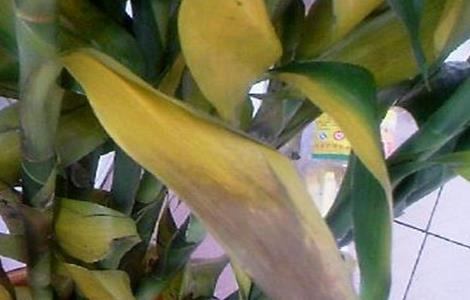 水培富贵竹叶子发黄怎么救（水培富贵竹叶子发黄是什么原因）