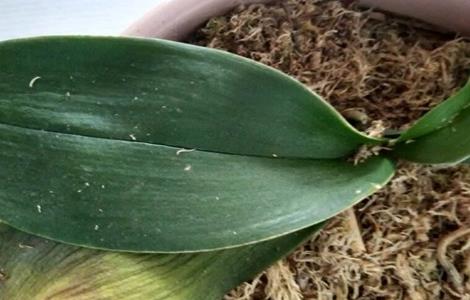 蝴蝶兰叶子发黄原因和处理方法（蝴蝶兰叶子发黄原因和处理方法视频）