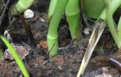 冬天绿萝烂根怎么办 冬天绿萝烂根怎么办小妙招