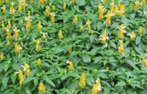 金苞花的养殖方法和注意事项 金苞花的养殖方法和注意事项图片