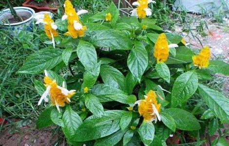 金苞花不开花原因及解决方法 花苞不开花怎么办