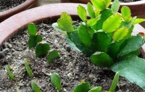 蟹爪兰的扦插方法 蟹爪兰的扦插方法时间