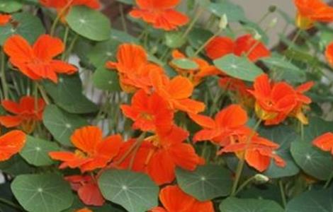 旱金莲的养殖方法和注意事项 旱金莲