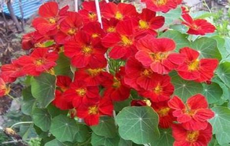 旱金莲的养殖方法和注意事项