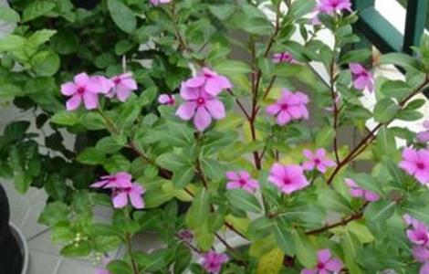 长春花的播种方法（长春花如何播种）