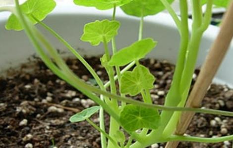 旱金莲烂根该怎么处理 旱金莲烂根该怎么处理