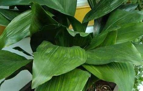 一叶兰叶子发黄是怎么回事 一叶兰的寓意与风水